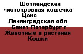 Шотландская чистокровная кошечка › Цена ­ 8 500 - Ленинградская обл., Санкт-Петербург г. Животные и растения » Кошки   